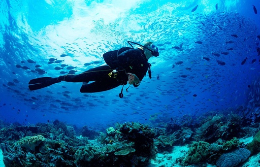 Inmersiones (PADI Divers *)